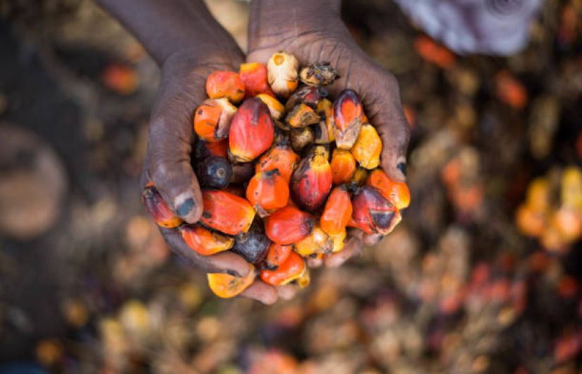 The Hidden Treasure of Agriculture in Nigeria: A Gem Yet Unharnessed